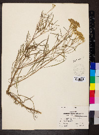 Flaveria linearis image