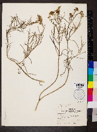 Flaveria linearis image