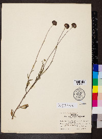 Gaillardia aestivalis image