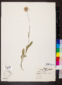 Gaillardia aestivalis image
