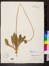 Gaillardia suavis image