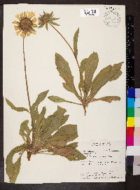 Gaillardia aristata image