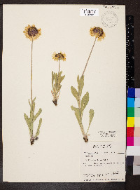 Gaillardia aristata image