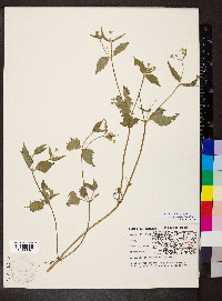 Galinsoga quadriradiata image