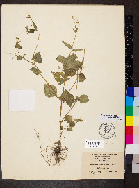 Galinsoga quadriradiata image