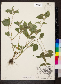 Galinsoga parviflora image