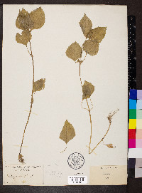 Galinsoga quadriradiata image