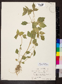 Galinsoga quadriradiata image