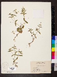 Galinsoga parviflora image