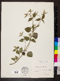 Galinsoga parviflora image