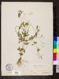 Galinsoga parviflora image