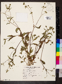 Galinsoga parviflora image