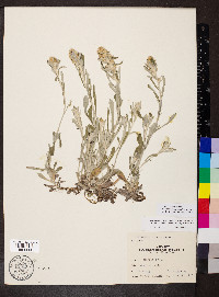 Gamochaeta purpurea image