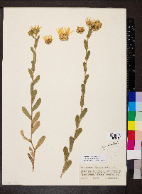 Grindelia ciliata image