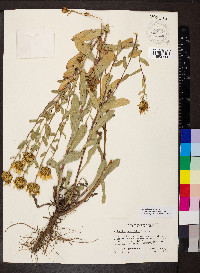 Grindelia hirsutula image