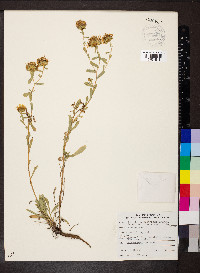 Grindelia squarrosa image