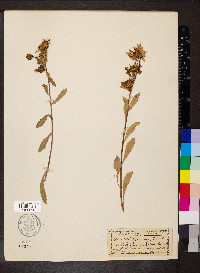 Grindelia squarrosa image