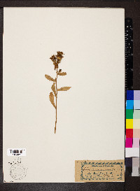 Grindelia squarrosa image