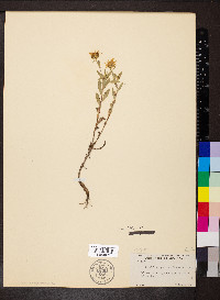 Grindelia squarrosa image