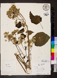Hebeclinium macrophyllum image
