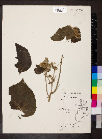 Hebeclinium macrophyllum image