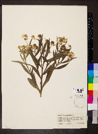 Helenium flexuosum image