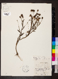 Helenium flexuosum image