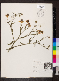 Helenium flexuosum image