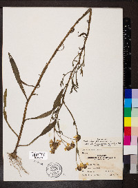 Helenium flexuosum image