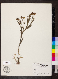 Helenium flexuosum image