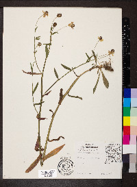 Helenium flexuosum image