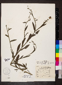 Helenium flexuosum image
