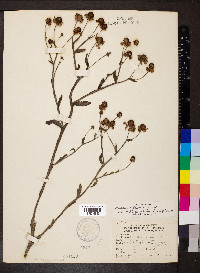 Helenium flexuosum image