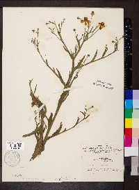 Helenium flexuosum image
