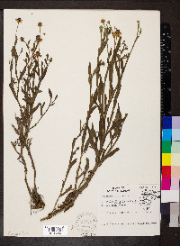 Helenium flexuosum image