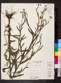Helenium flexuosum image