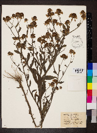 Helenium flexuosum image