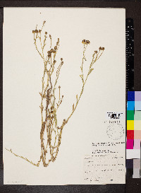 Helenium elegans image