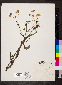 Helenium flexuosum image