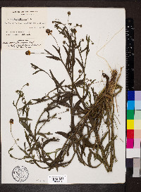 Helenium flexuosum image