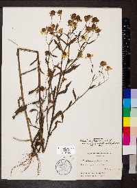 Helenium flexuosum image