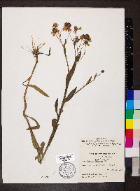 Helenium flexuosum image