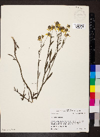 Helenium flexuosum image