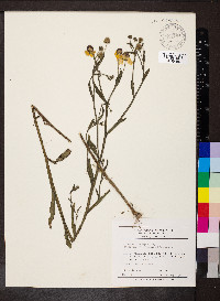 Helenium flexuosum image