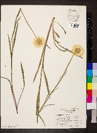 Helenium vernale image