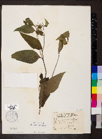 Helianthus decapetalus image