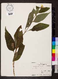 Helianthus decapetalus image