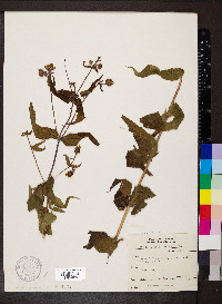 Helianthus divaricatus image