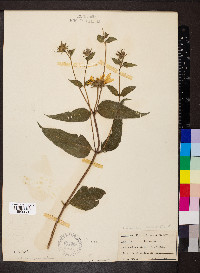 Helianthus divaricatus image