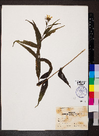 Helianthus divaricatus image